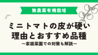ミニトマトの皮が硬い理由とおすすめ品種｜家庭菜園での対策も解説 